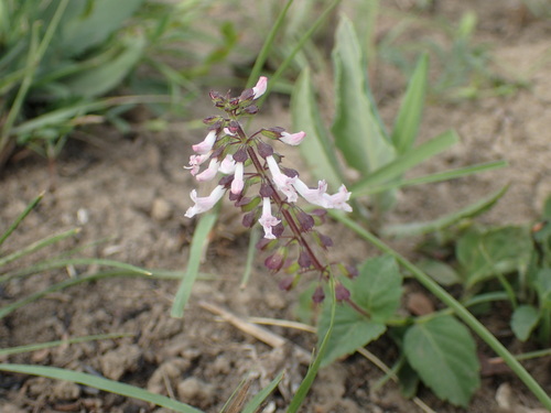 Image of Orthosiphon thymiflorus by (c) Mahomed Desai, some rights reserved (CC BY)