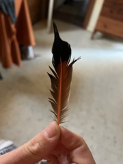 Colaptes auratus cafer