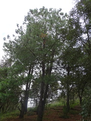 Pinus montezumae