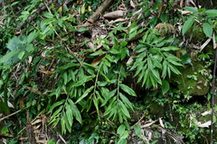 Zingiber kawagoii