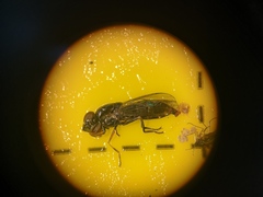 Platycheirus albimanus