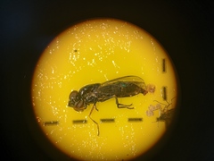 Platycheirus albimanus