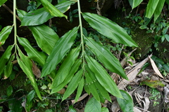 Zingiber kawagoii