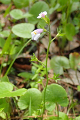 Mazus pumilus