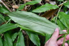 Zingiber kawagoii