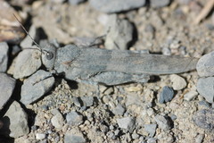 Sphingonotus rubescens