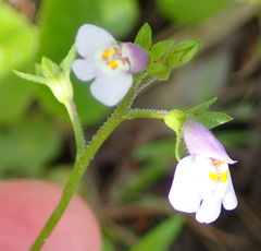 Mazus pumilus