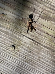 Polistes exclamans