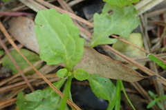 Mazus pumilus