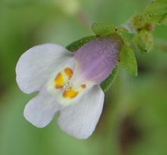 Mazus pumilus