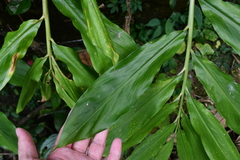Zingiber kawagoii
