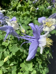 Aquilegia