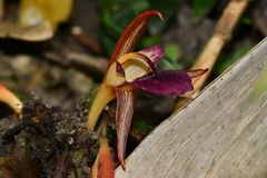 Zingiber kawagoii