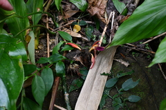 Zingiber kawagoii
