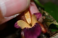 Zingiber kawagoii