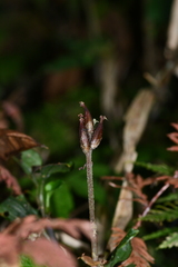 Odontochilus brevistylis