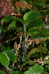 Odontochilus brevistylis