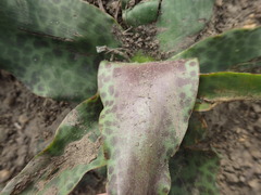 Ledebouria revoluta