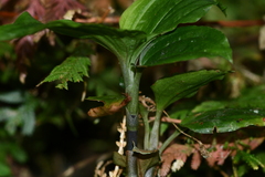 Odontochilus brevistylis