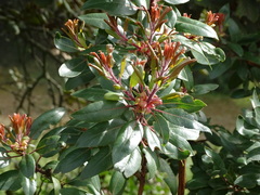 Arbutus
