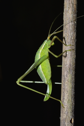 Xenicola taroba
