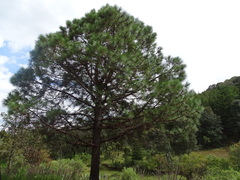 Pinus teocote