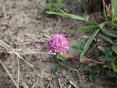 Trifolium burchellianum