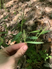 Dichanthelium commutatum commutatum