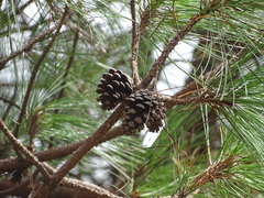Pinus teocote