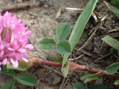 Trifolium burchellianum
