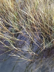 Sporobolus alterniflorus