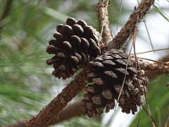 Pinus teocote