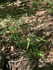 Dichanthelium commutatum commutatum