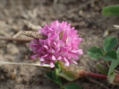Trifolium burchellianum