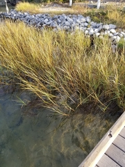 Sporobolus alterniflorus