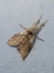 Calliteara horsfieldii