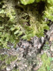 Exsertotheca intermedia