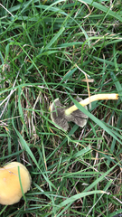 Leratiomyces percevalii