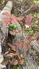 Toxicodendron radicans