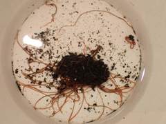 Limnodrilus hoffmeisteri