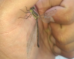 Chalcolestes parvidens