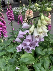 Digitalis