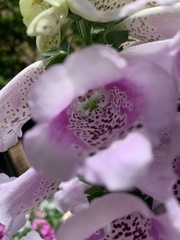 Digitalis
