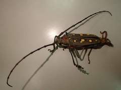 Batocera rubus