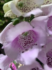 Digitalis