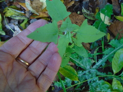 Chenopodium album album