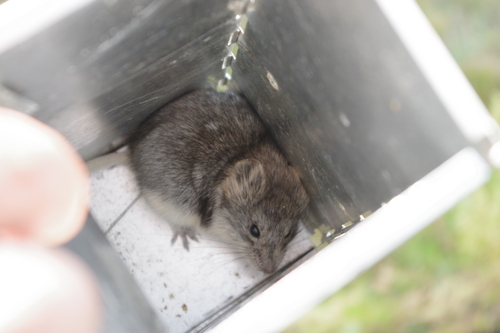 Mongolian silver vole (Alticola semicanus) — Least Concern Mammalia