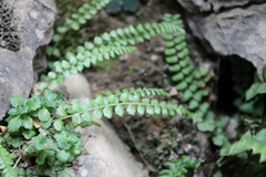 Asplenium viride