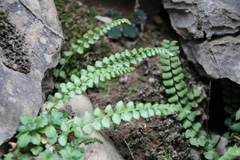 Asplenium viride
