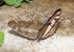 Metamorpha elissa